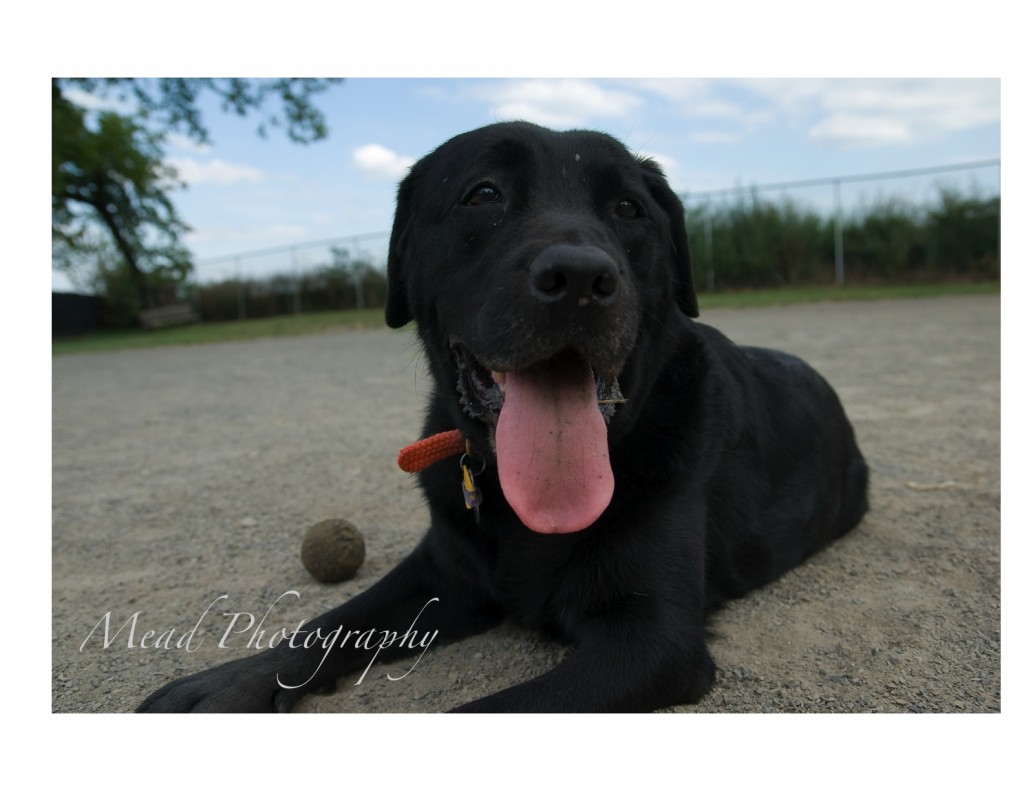 carries-dogs-1