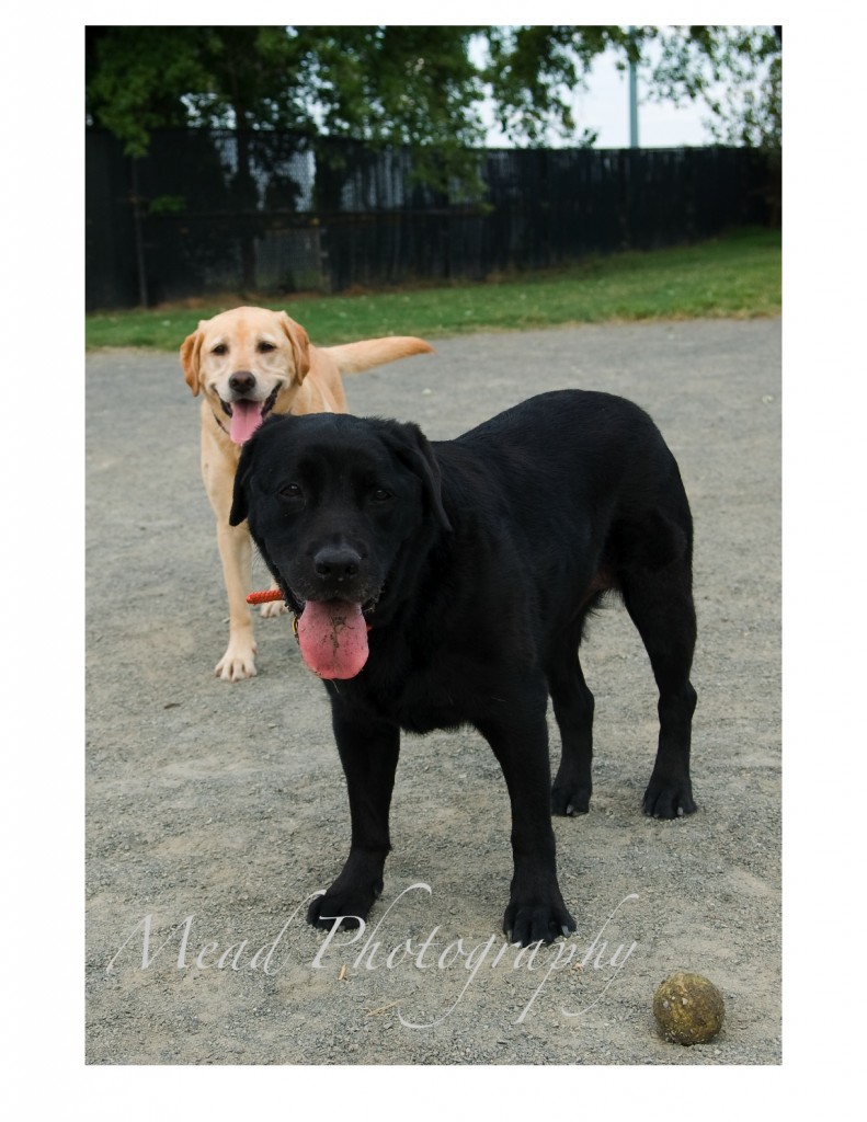 carries-dogs-2