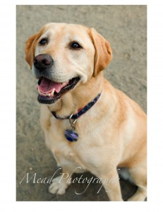 carries-dogs-3