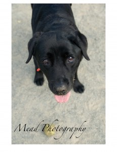 carries-dogs-4