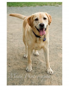carries-dogs-5